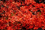 _DSC0001_adjusted