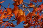 _DSC0005_adjusted