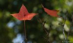 _DSC0037_adjusted