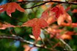_DSC0040_adjusted