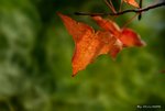 _DSC0055_adjusted