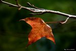 _DSC0056_adjusted