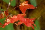 _DSC0067_adjusted