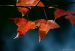 _DSC0071_adjusted