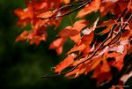 _DSC0079_adjusted