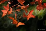 _DSC0090_adjusted
