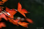 _DSC0101_adjusted