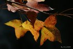 _DSC0108_adjusted