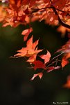 _DSC0128_adjusted