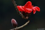 _DSC0044_adjusted