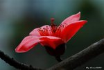 _DSC0047_adjusted