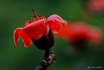 _DSC0053_adjusted