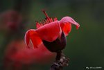 _DSC0067_adjusted
