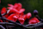 _DSC0079_adjusted