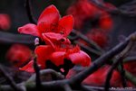 _DSC0083_adjusted