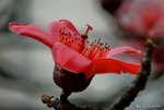_DSC0095_adjusetd
