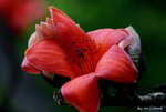_DSC0164_adjusted