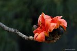 _DSC0182_adjusted