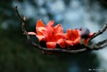 _DSC0187_adjusted