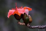 _DSC0194_adjusted