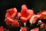 _DSC0205_adjusted