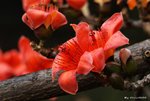 _DSC0208_adjusted
