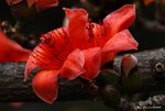 _DSC0211_adjusted