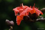 _DSC0216_adjusted