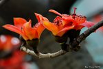 _DSC0127_adjusted