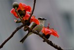 _DSC0132_adjusted