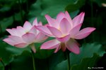 _DSC0001_adjusted
