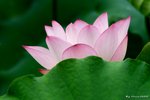 _DSC0003_adjusted