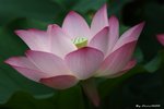 _DSC0009_adjusted
