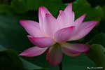 _DSC0021_adjusted