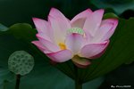 _DSC0026_adjusted