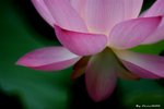_DSC0030_adjusted