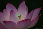 _DSC0033_adjusted