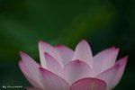 _DSC0035_adjusted