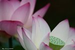 _DSC0036_adjusted