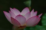 _DSC0048_adjusted