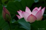 _DSC0063_adjusted