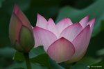 _DSC0067_adjusted