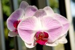 DSC_0037_adjusted_10-12-2011