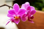 DSC_0029_adjusted