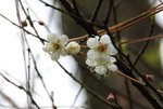 DSC_0095_adjusted