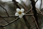 DSC_0096_adjusted