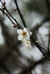 DSC_0098_adjusted
