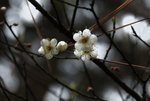 DSC_0099_adjusted