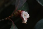 DSC_0120_adjusted