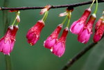 _DSC0042_adjusted